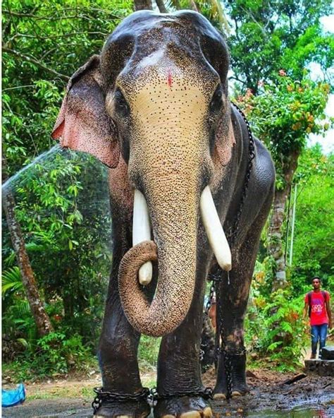 evpn.kerala|kerala is famous for.
